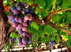 VineBranchGrapes