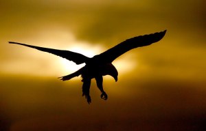 Soaring Eagle