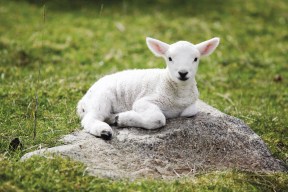 Lamb on Rock